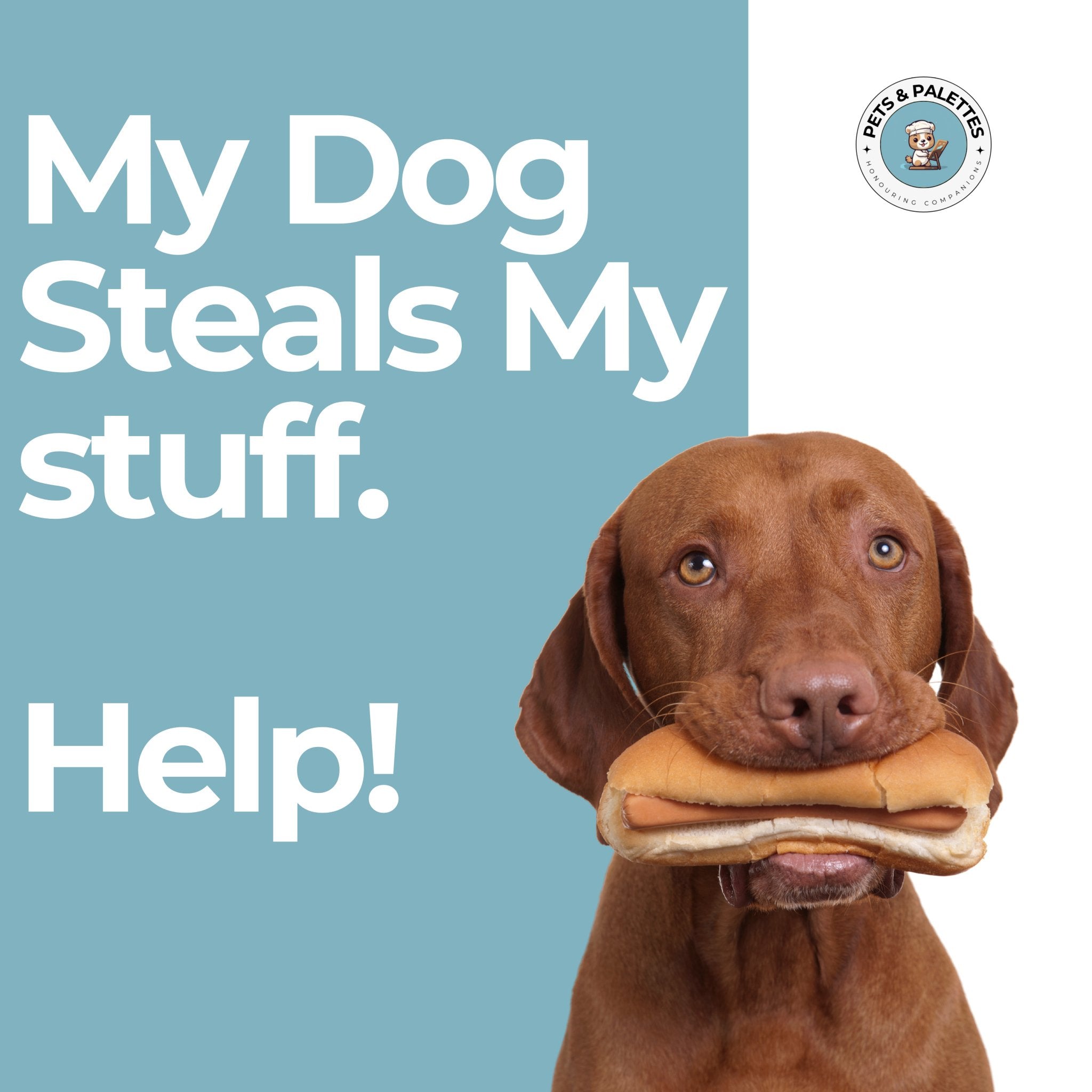 Understanding and Coping with Dogs Who Steal and Growl